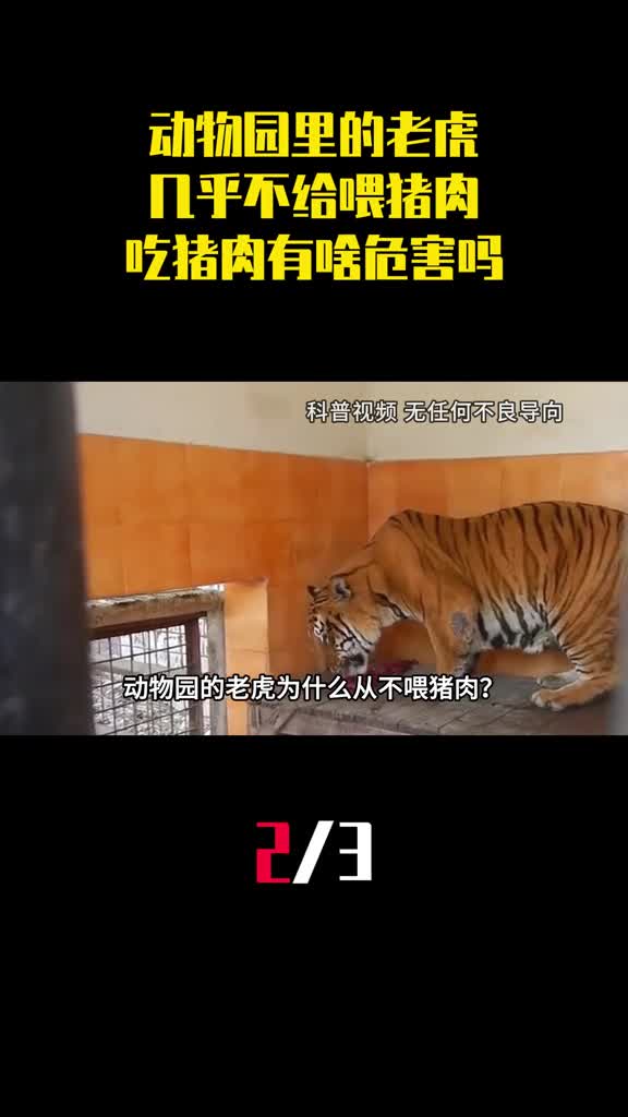 为什么动物园里的老虎几乎不给喂猪肉吃猪肉有啥危害吗2