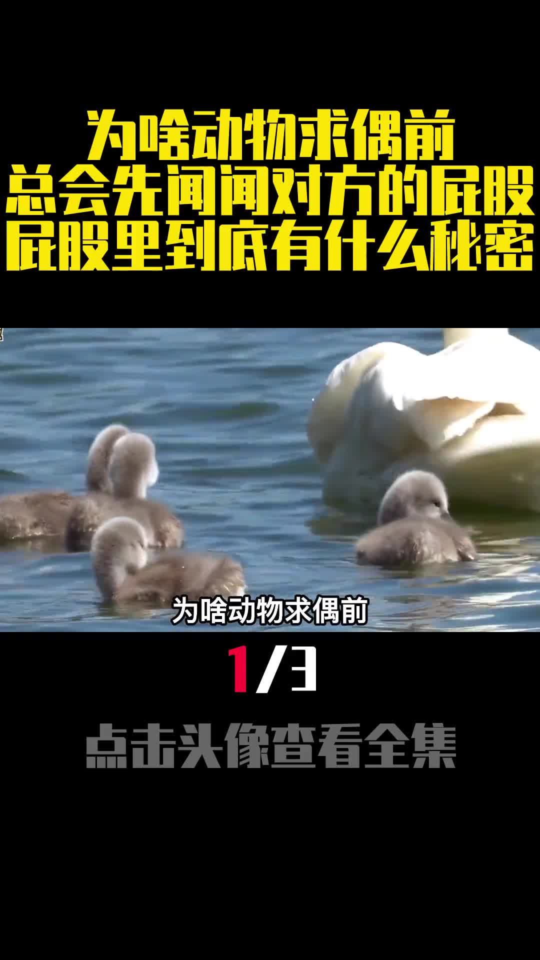 为啥动物求偶前总会先闻闻对方的屁股屁股里到底有什么秘密1