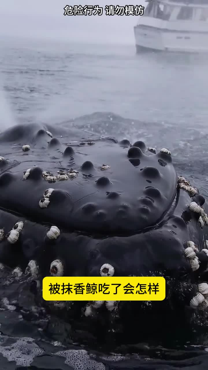 被抹香鲸吃了会怎样3D动画来带你体验一下