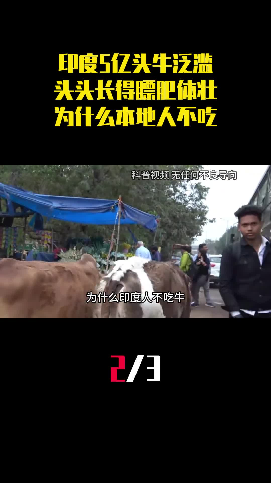 印度5亿头牛泛滥头头长得膘肥体壮为什么本地人都不吃2