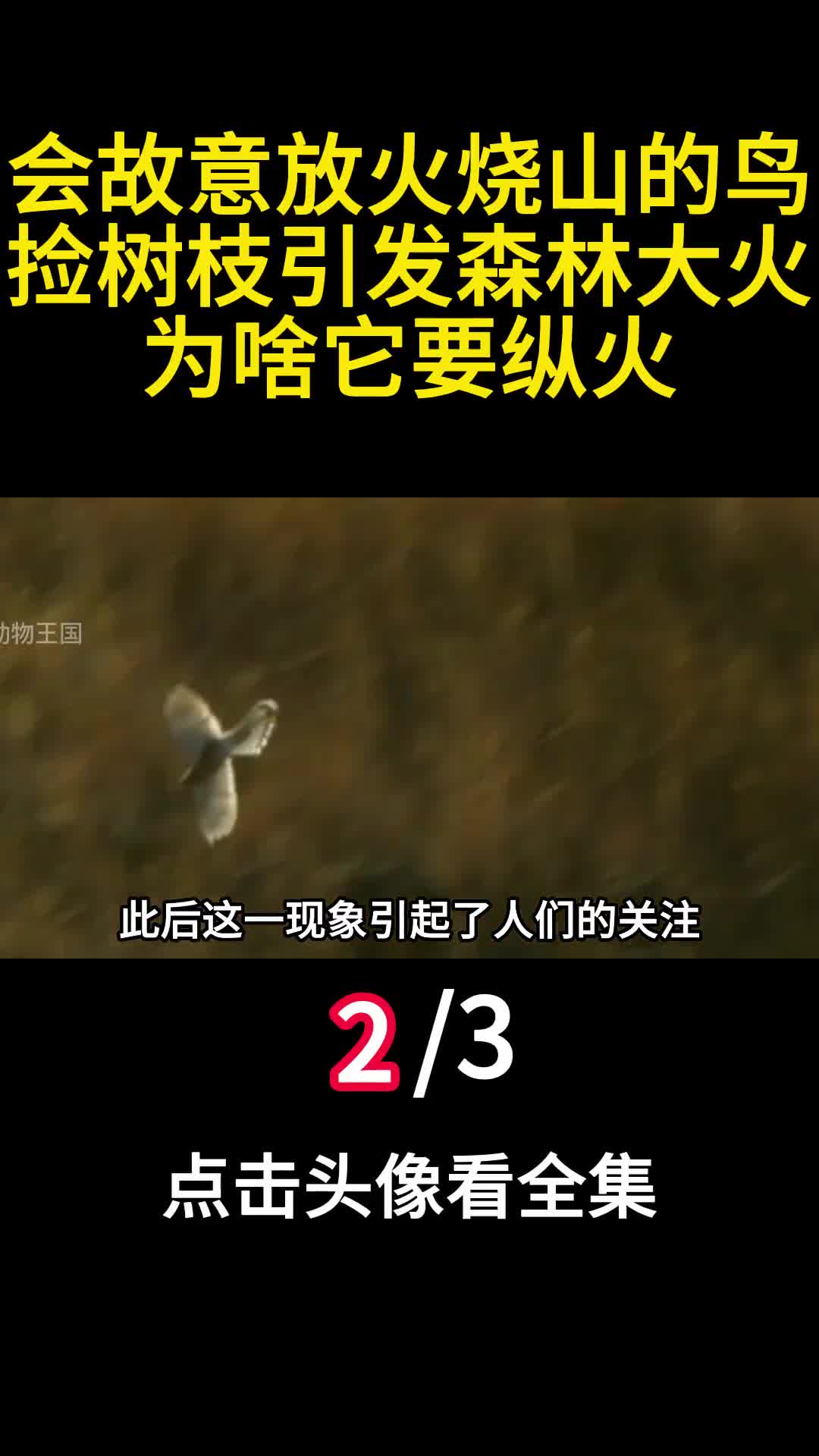 会故意放火烧山的鸟捡树枝引发森林大火为啥它要纵火2