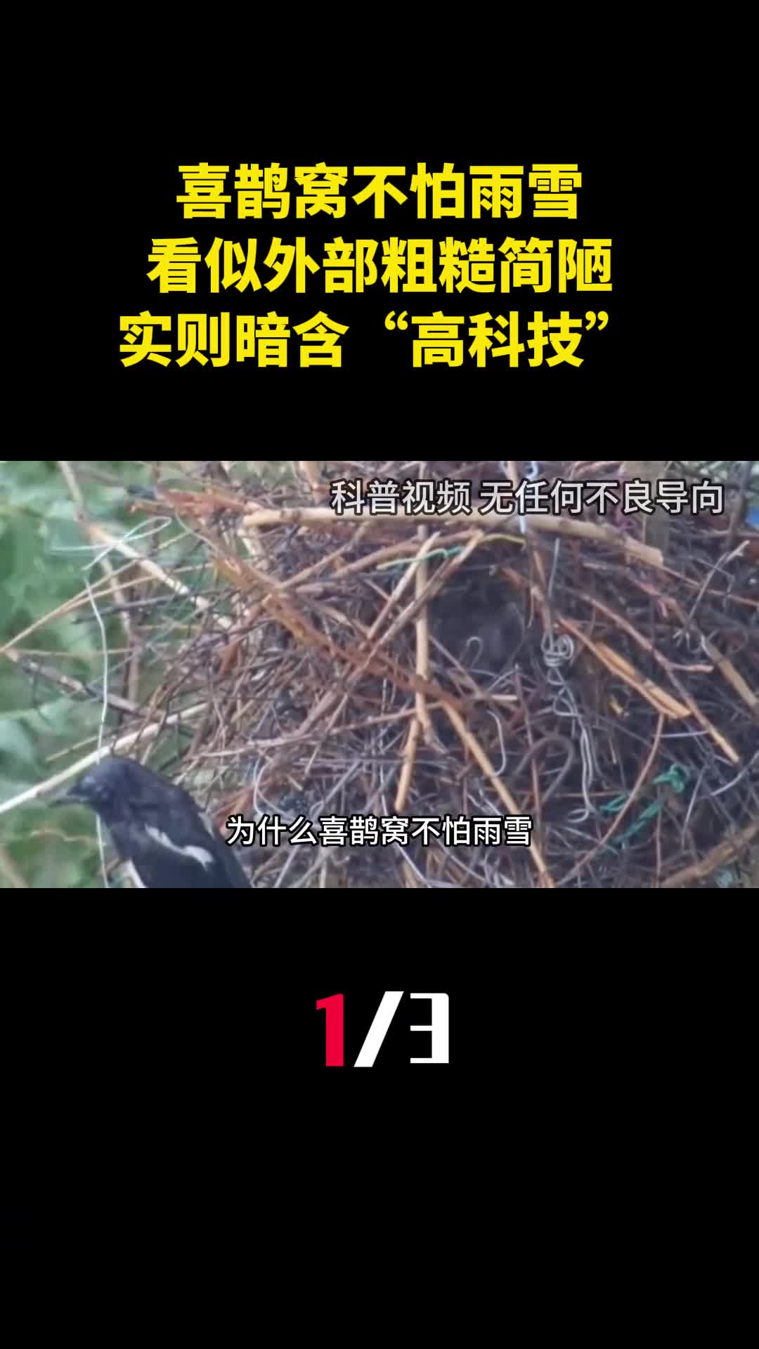 为什么喜鹊窝不怕雨雪看似外部粗糙简陋实则暗含高科技1