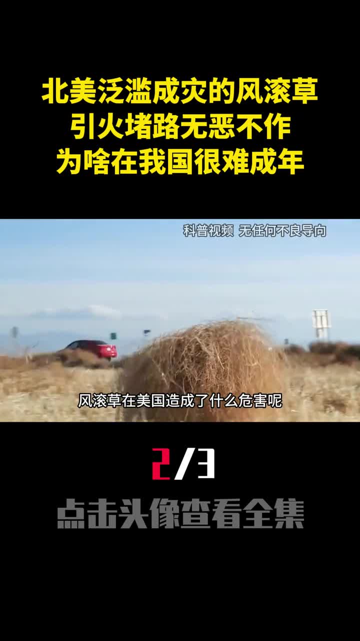 北美泛滥成灾的风滚草引火堵路无恶不作为啥在我国很难成年2