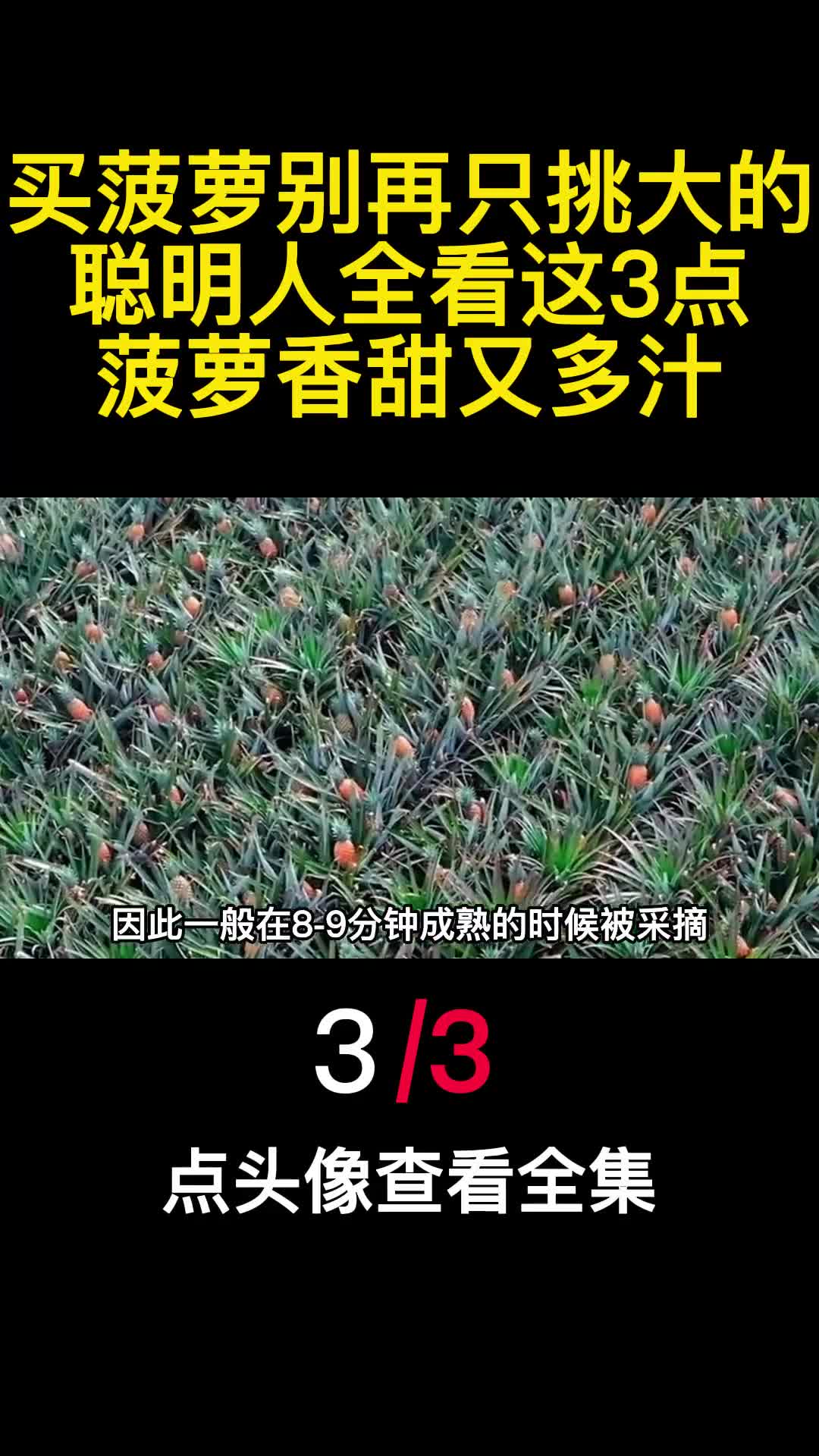 买菠萝别再只挑大的聪明人全看这3点菠萝香甜又多汁3