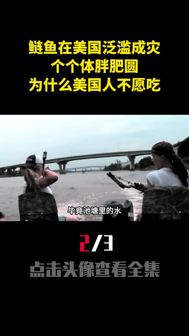鲢鱼在美国泛滥成灾个个体胖肥圆为什么美国人不愿吃2