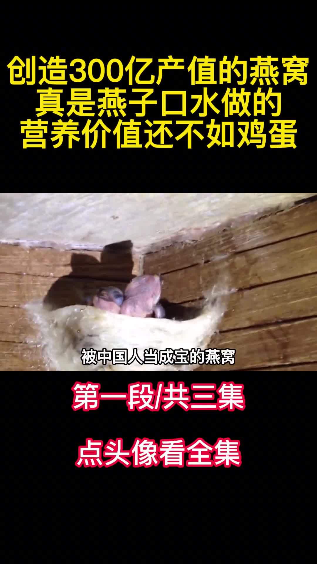 创造300亿产值的燕窝真是燕子口水做的营养价值还不如鸡蛋1
