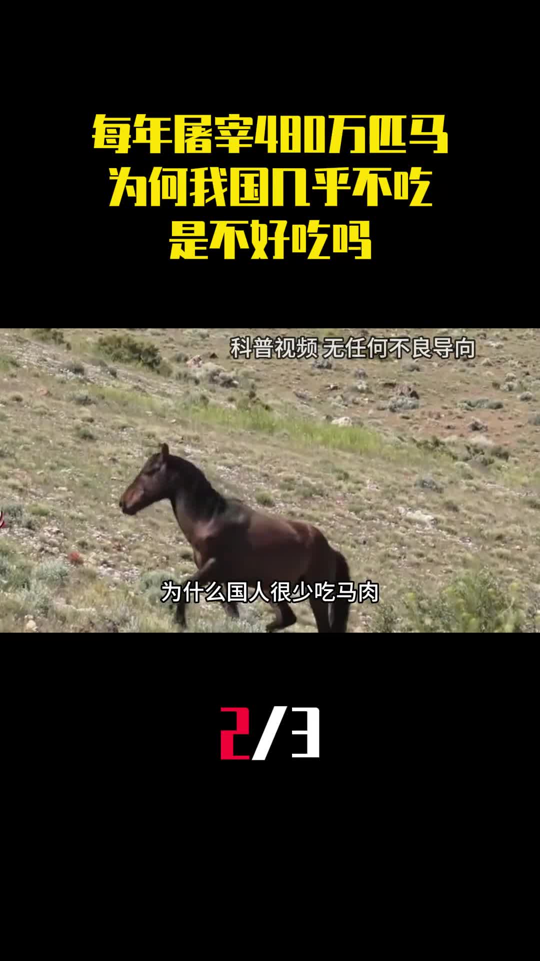 全球每年屠宰480万匹马为何我国几乎不吃马肉是不好吃吗2