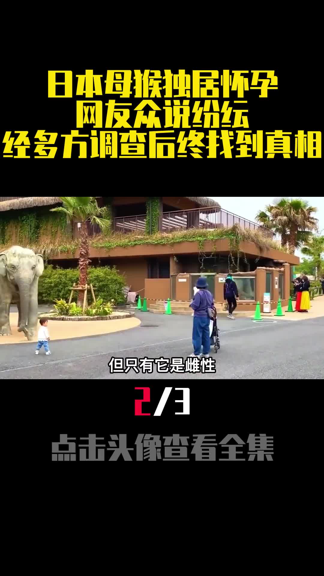 日本母猴独居怀孕网友众说纷纭经多方调查后终找到真相2