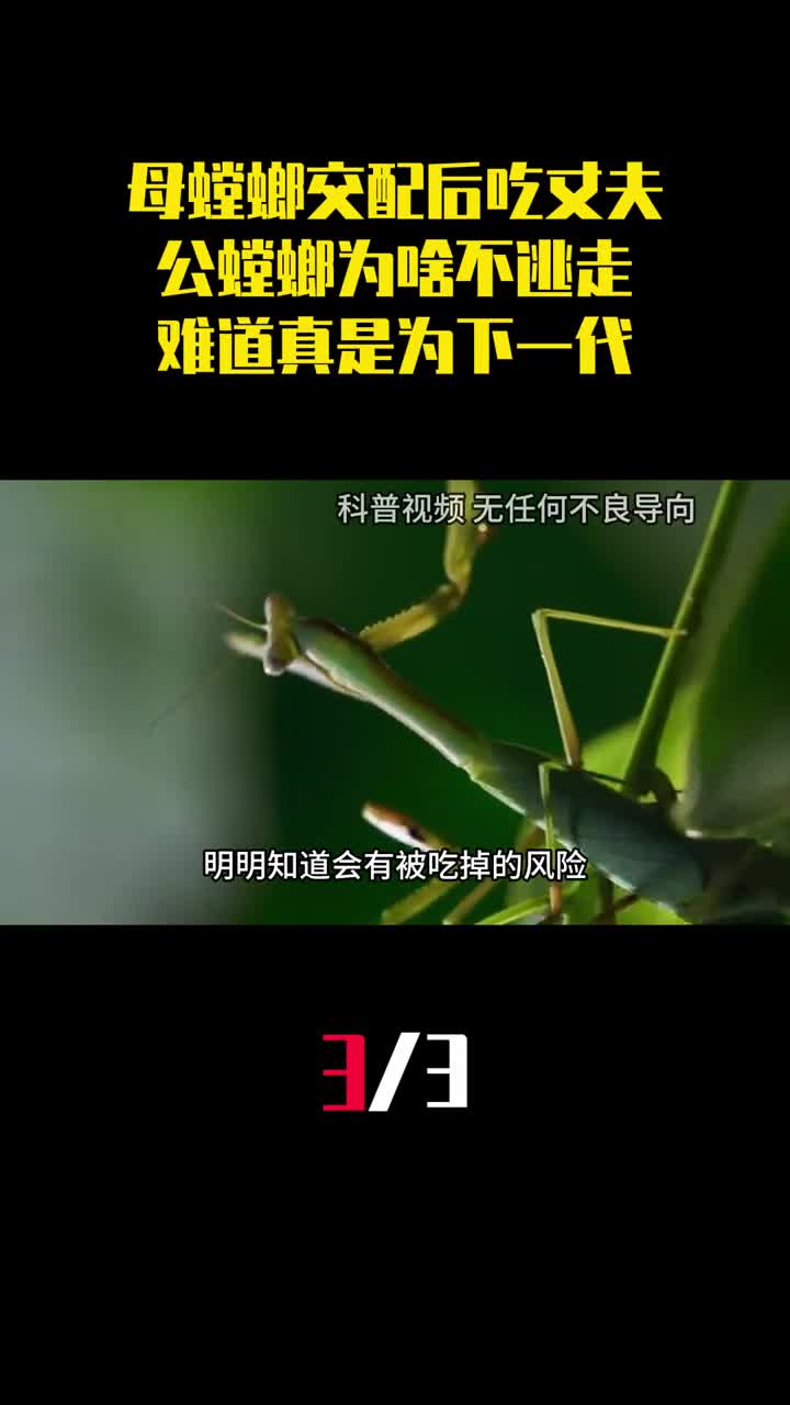 母螳螂交配后吃掉丈夫公螳螂为啥不逃走难道真是为了下一代3
