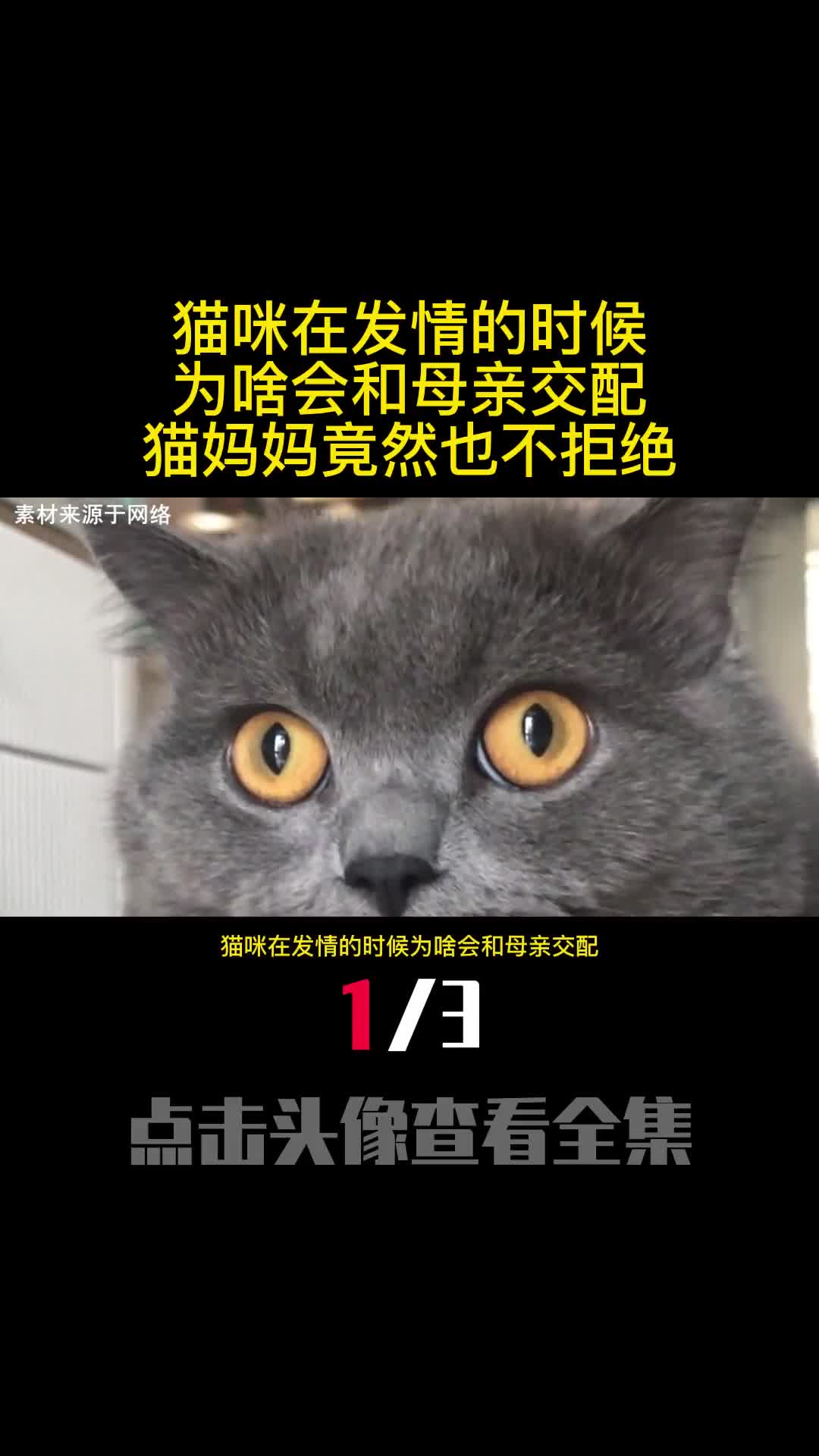 猫咪在发情的时候为啥会和母亲交配猫妈妈竟然也不拒绝1