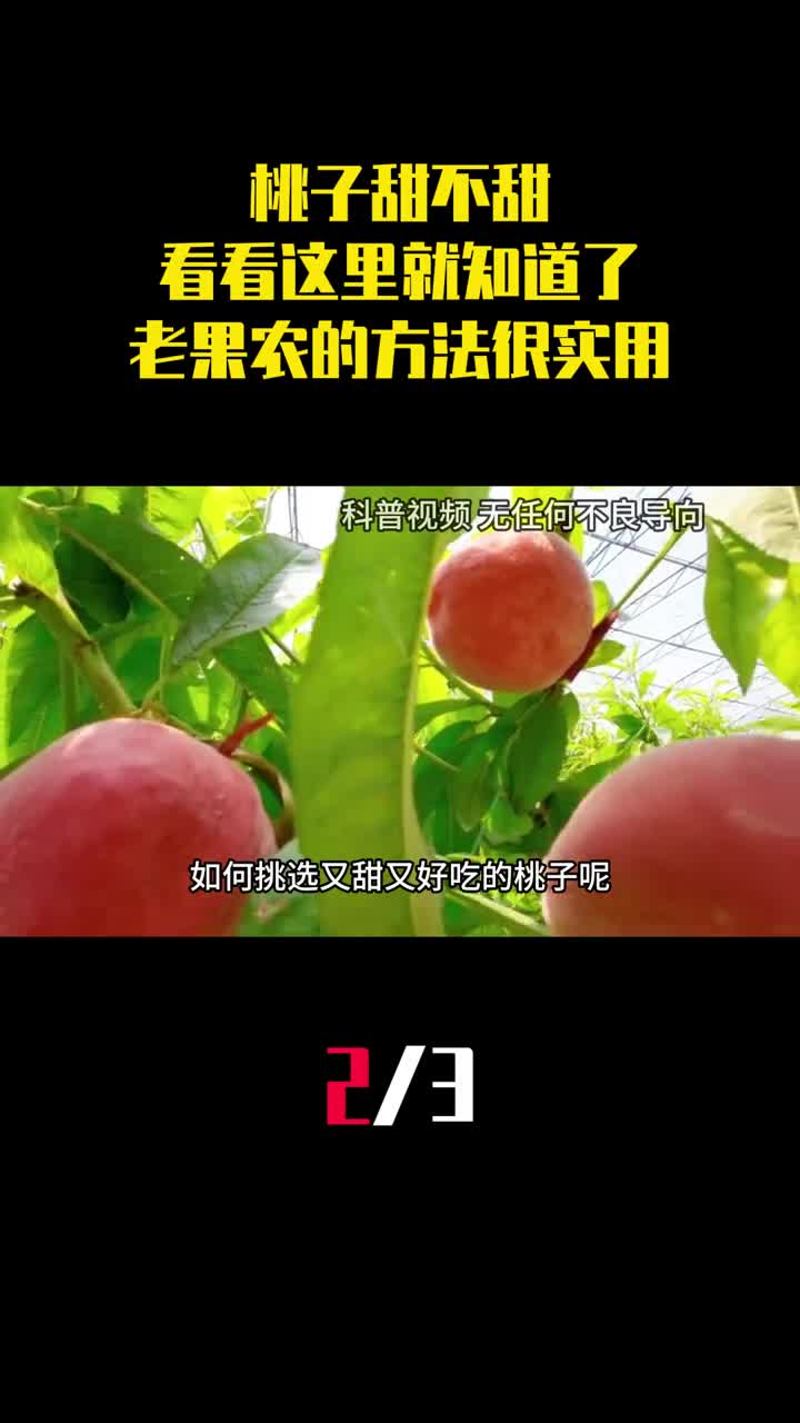 桃子甜不甜看看这里就知道了老果农的方法一挑一个准2
