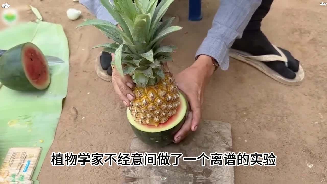 美味黑金酥带给你舌尖上的享受