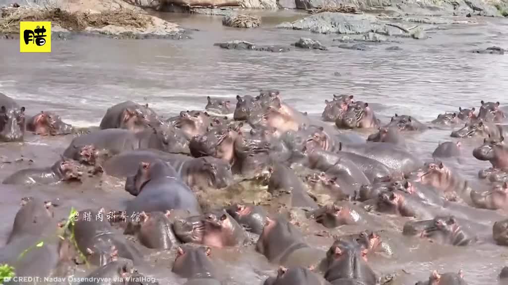 当动物之间分不清大小王的时候会发生什么奇怪的事情