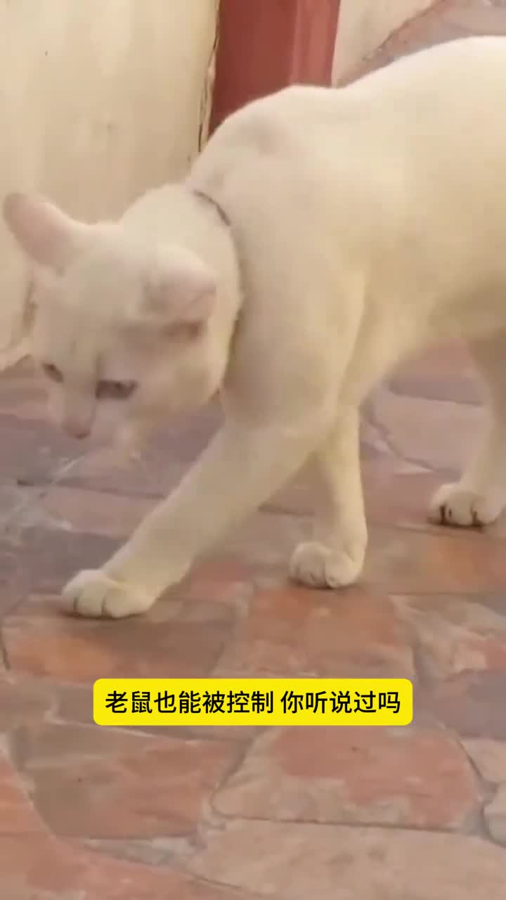 老鼠居然能被控制
