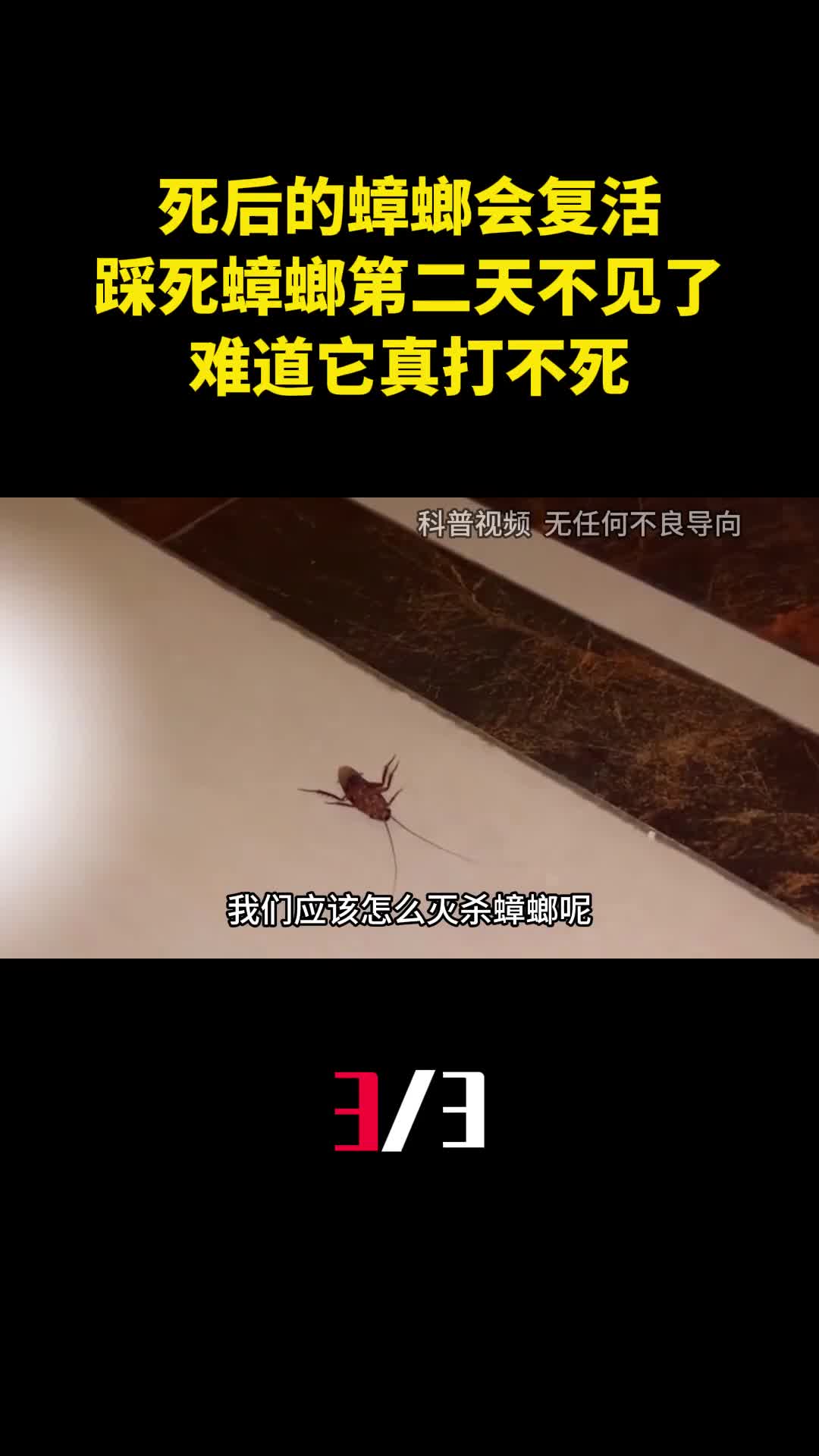 死后的蟑螂会复活为何踩死蟑螂第二天不见了难道它真打不死3