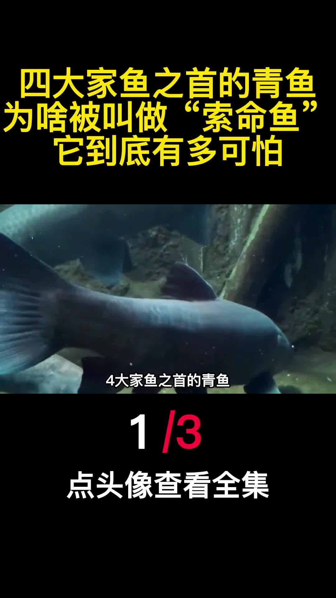 四大家鱼之首的青鱼为啥被叫做索命鱼它到底有多可怕1