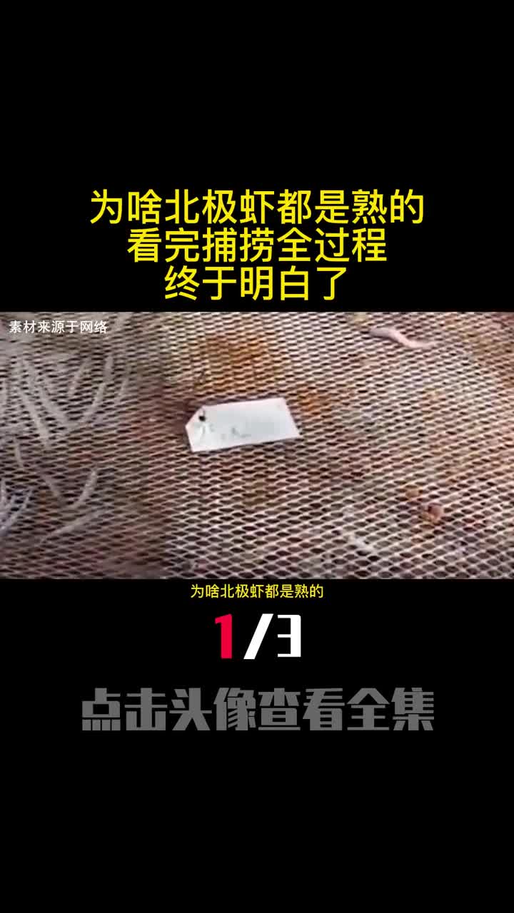 为啥北极虾都是熟的看完捕捞全过程终于明白了1