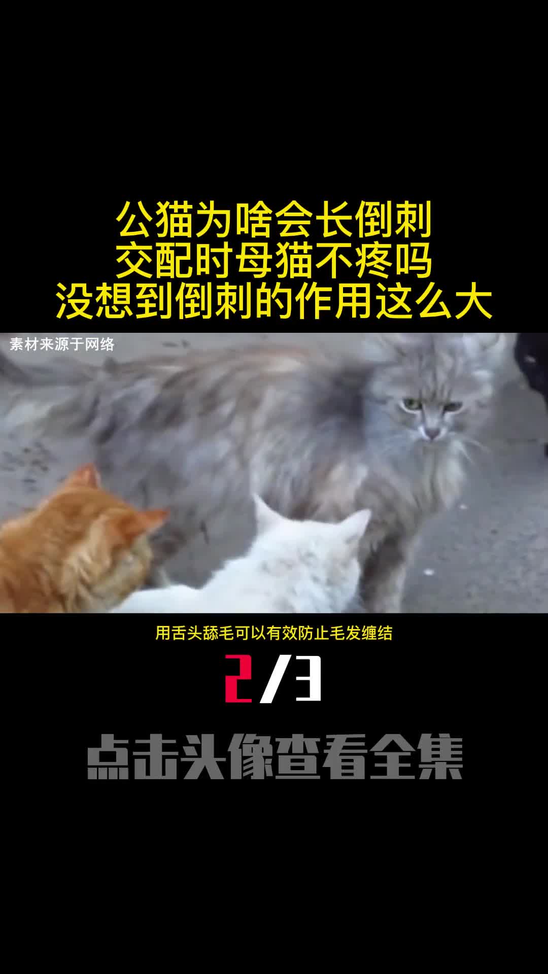 公猫为啥会长倒刺交配时母猫不疼吗没想到倒刺的作用这么大2