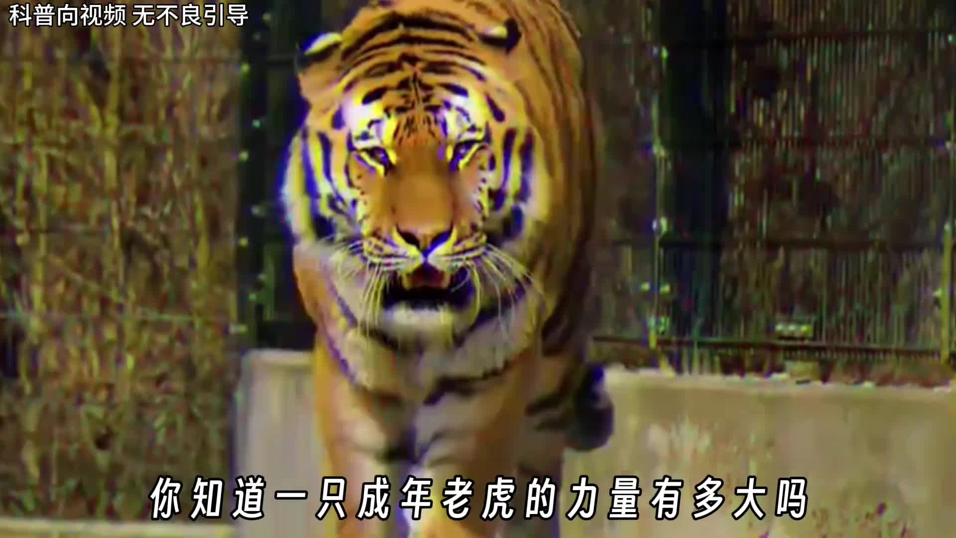 老虎明明是万兽之王为什么还有那么多人鼓吹狮子