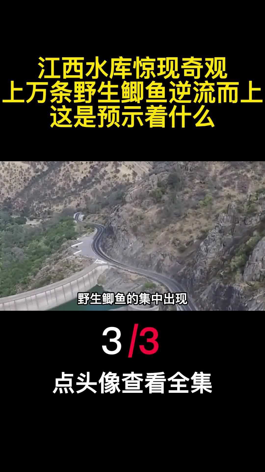江西水库惊现奇观上万条野生鲫鱼逆流而上这是预示着什么3