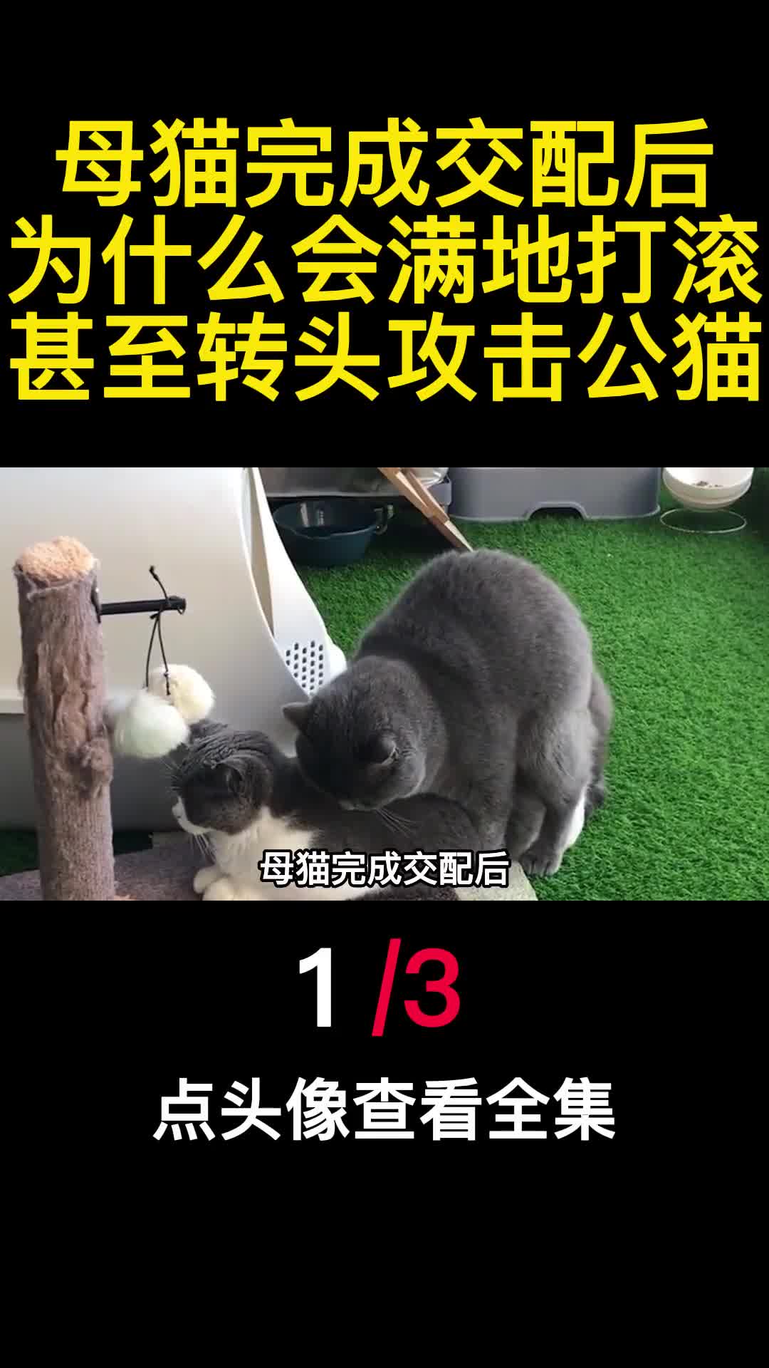 母猫完成交配后为什么会满地打滚甚至转头攻击公猫1