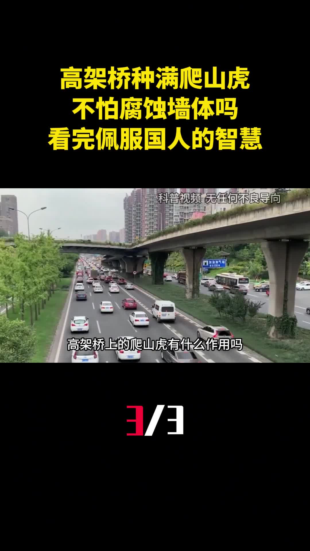 为什么高架桥种满爬山虎不怕腐蚀墙体吗看完佩服国人的智慧3