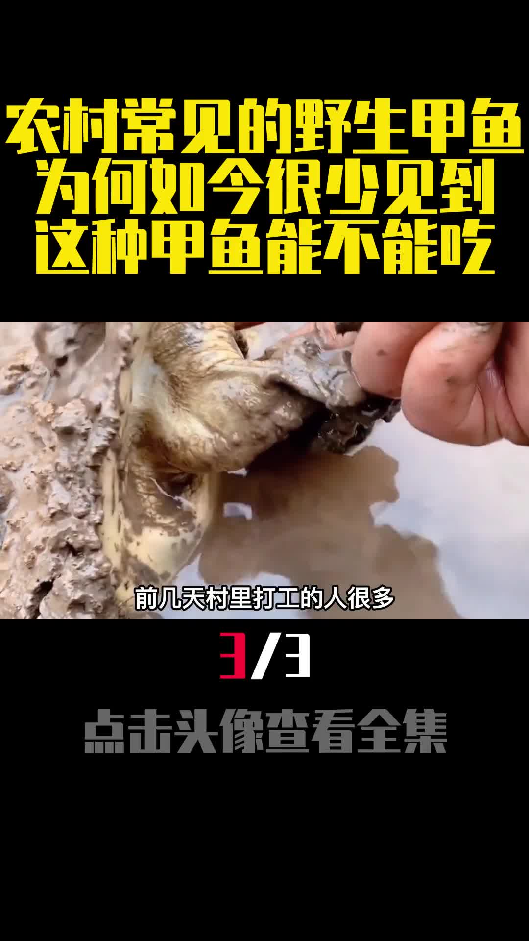 农村常见的野生甲鱼为何如今很少见到这种甲鱼能不能吃3