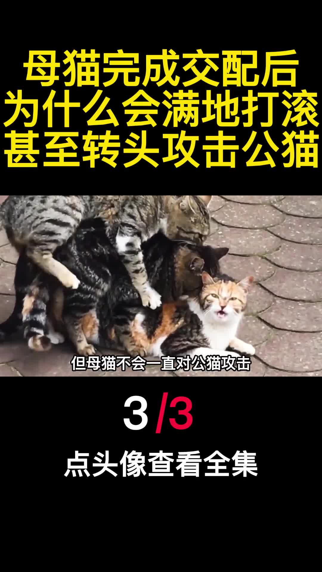 母猫完成交配后为什么会满地打滚甚至转头攻击公猫3