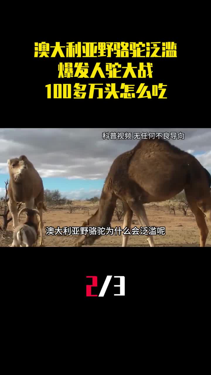 澳大利亚野骆驼泛滥爆发人驼大战100多万头怎么吃得完2