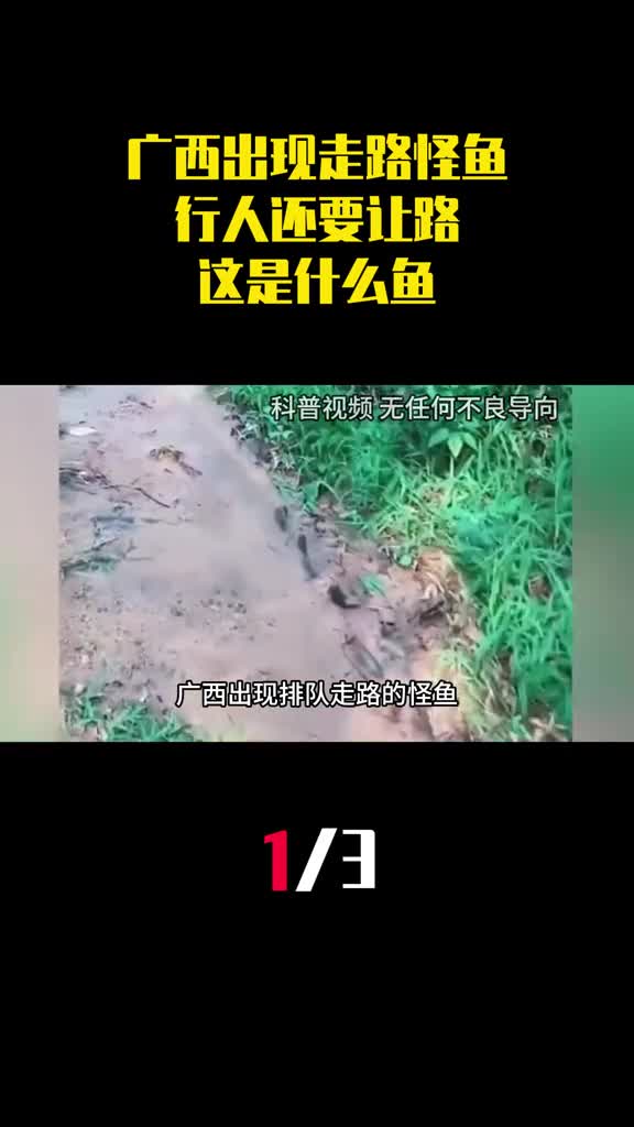 广西出现排队走路的怪鱼行人还要让路这是什么鱼1