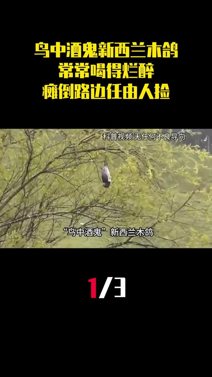 鸟中酒鬼新西兰木鸽常常喝得烂醉瘫倒在路边任由人捡1