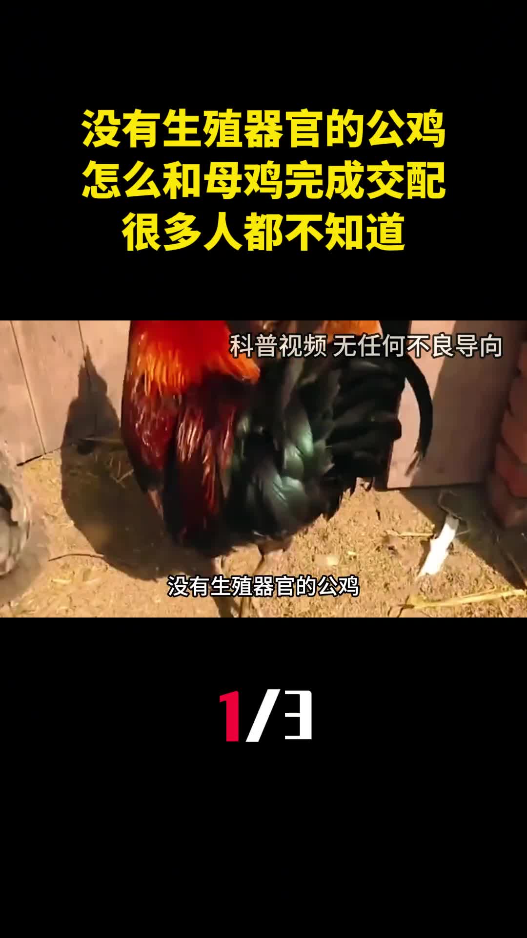 没有生殖器官的公鸡怎么和母鸡完成交配很多人都不知道1