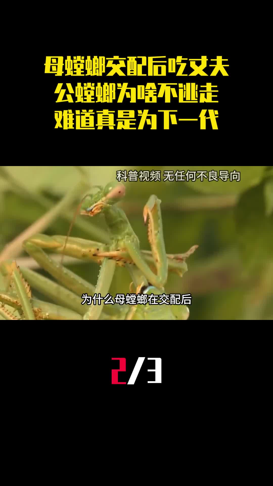 母螳螂交配后吃掉丈夫公螳螂为啥不逃走难道真是为了下一代2