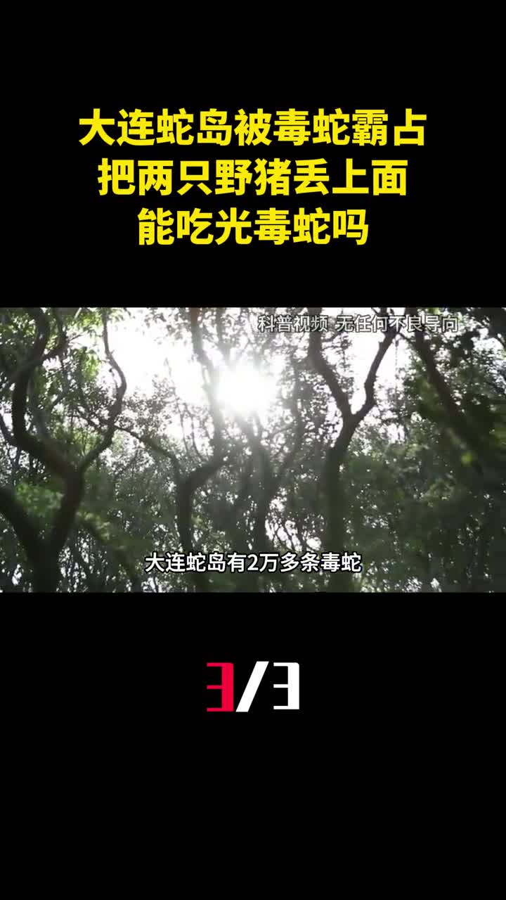 大连蛇岛被2万条毒蛇霸占把两只野猪丢上面能吃光毒蛇吗3