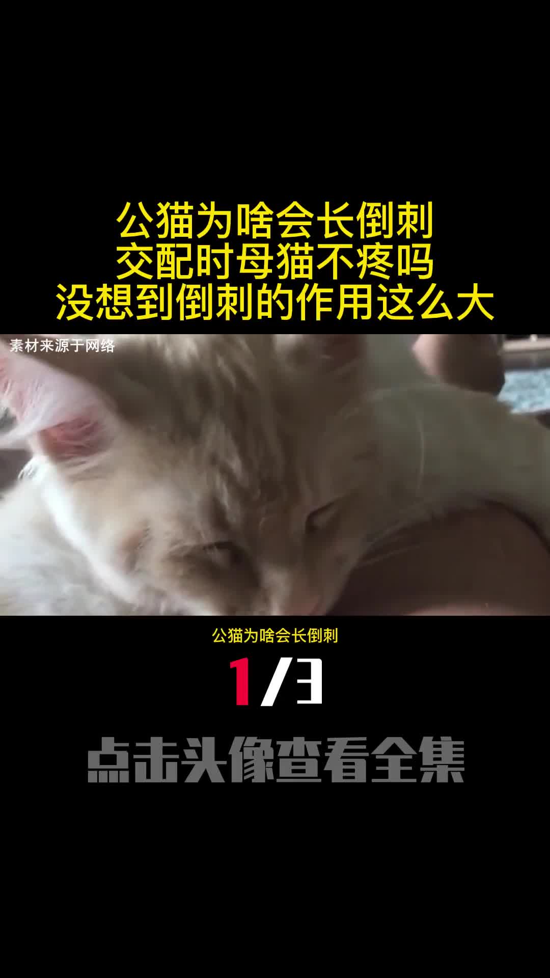 公猫为啥会长倒刺交配时母猫不疼吗没想到倒刺的作用这么大1