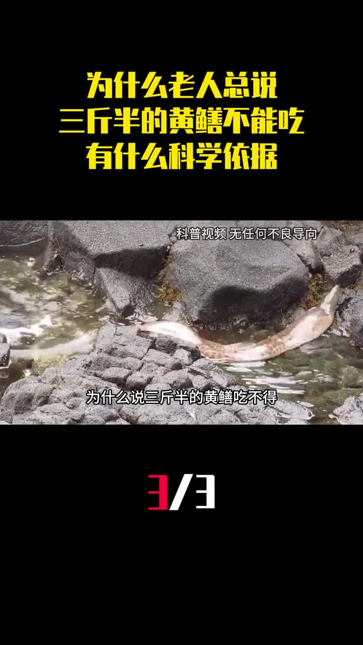 为什么老人总说三斤半的黄鳝不能吃有什么科学依据3