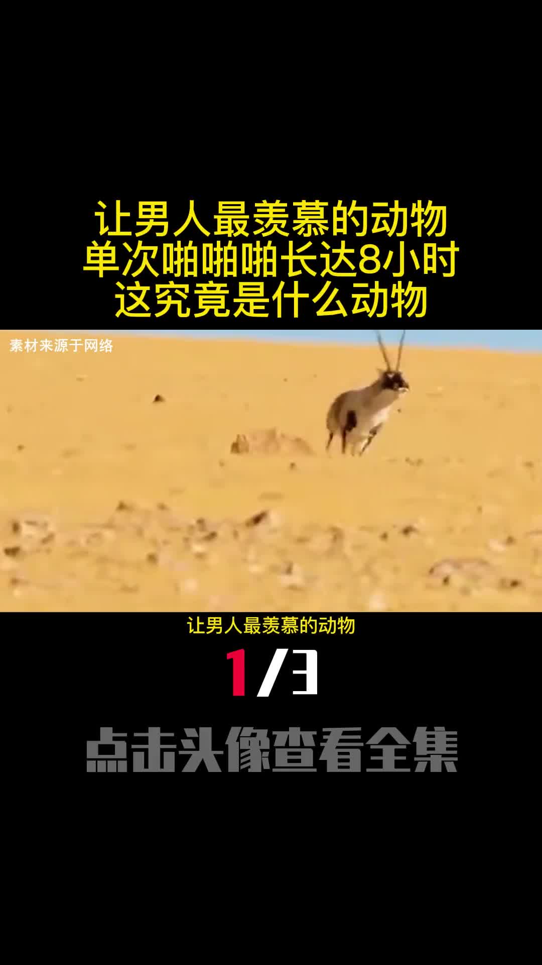 让男人最羡慕的动物单次啪啪啪长达8小时这究竟是什么动物1