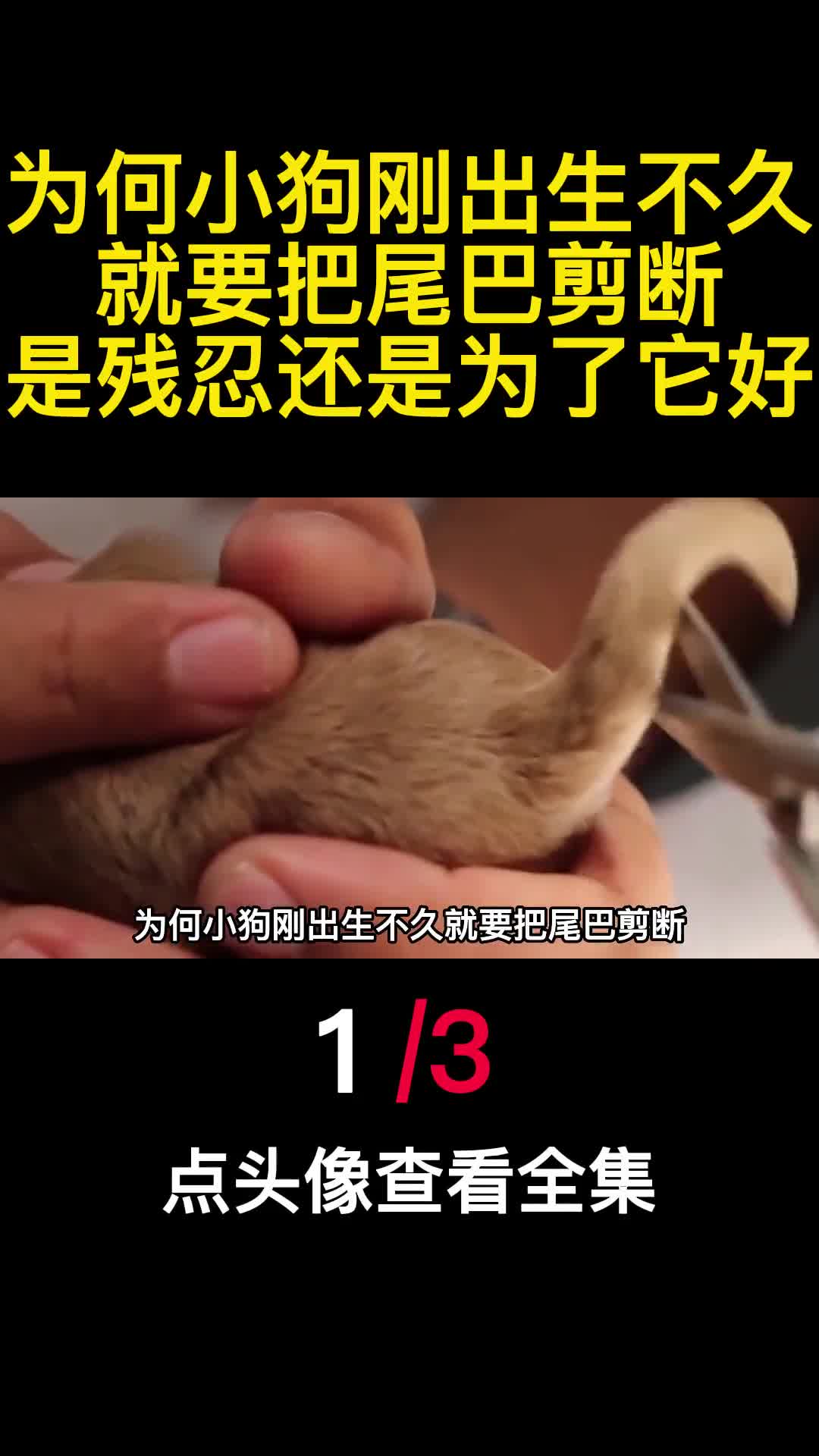 为何小狗刚出生不久就要把尾巴剪断是残忍还是为了它好1