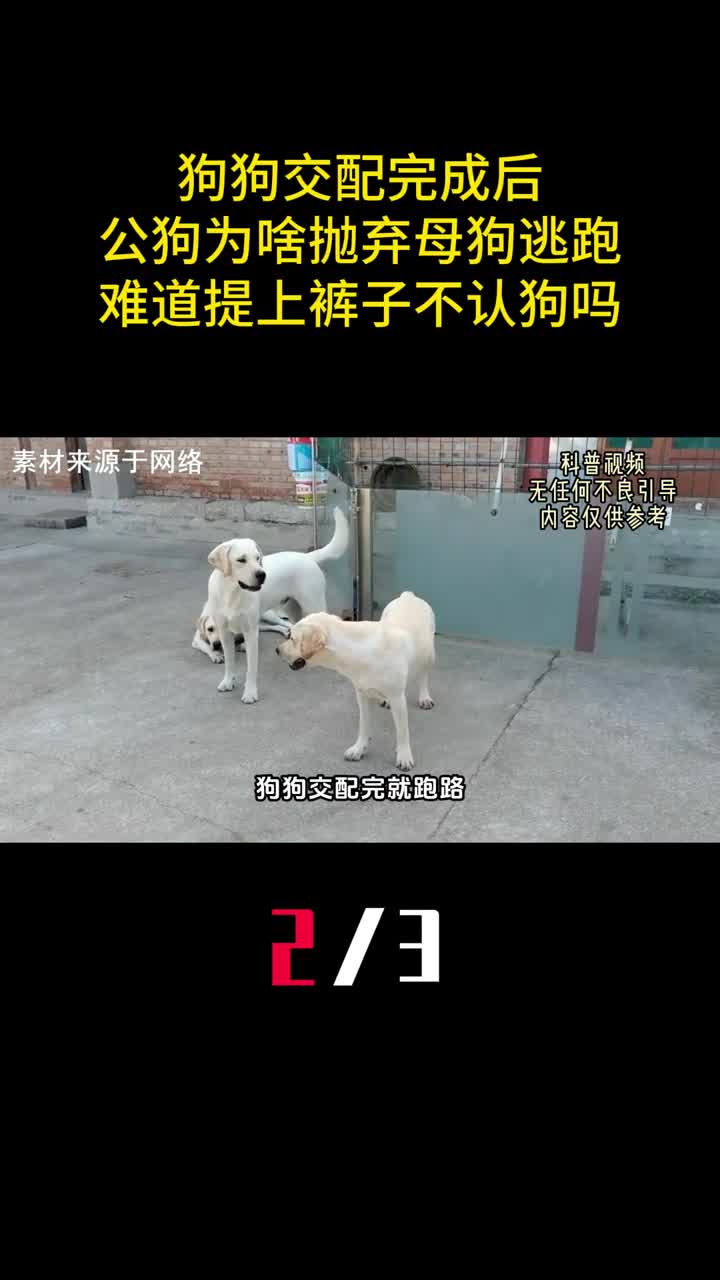 狗狗交配完成后公狗为啥抛弃母狗逃跑难道提上裤子不认狗吗2