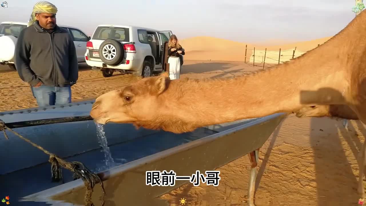 选自泰国椰青的百分百椰子水就像是泰国街头现开的椰子