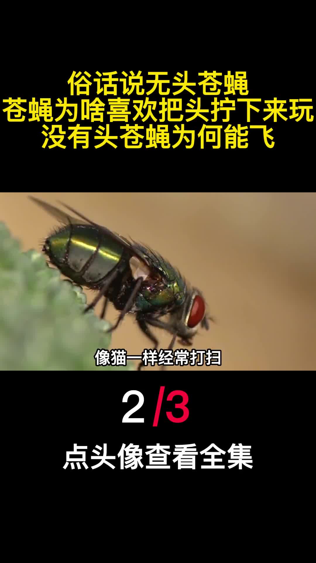 俗话说无头苍蝇苍蝇为啥喜欢把头拧下来玩没有头苍蝇为何能飞2