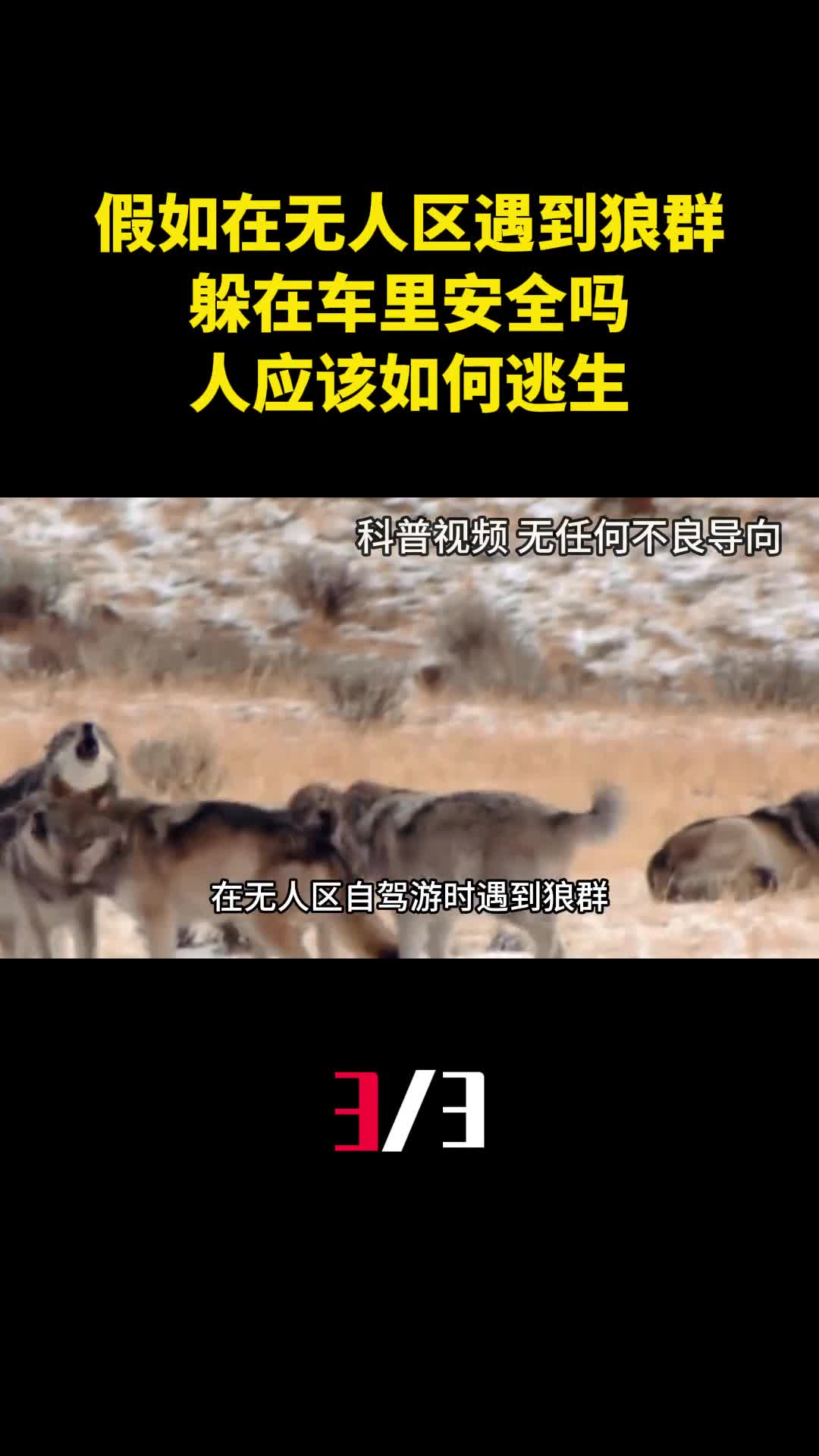 假如在无人区开车时遇到狼群躲在车里安全吗人应该如何逃生3