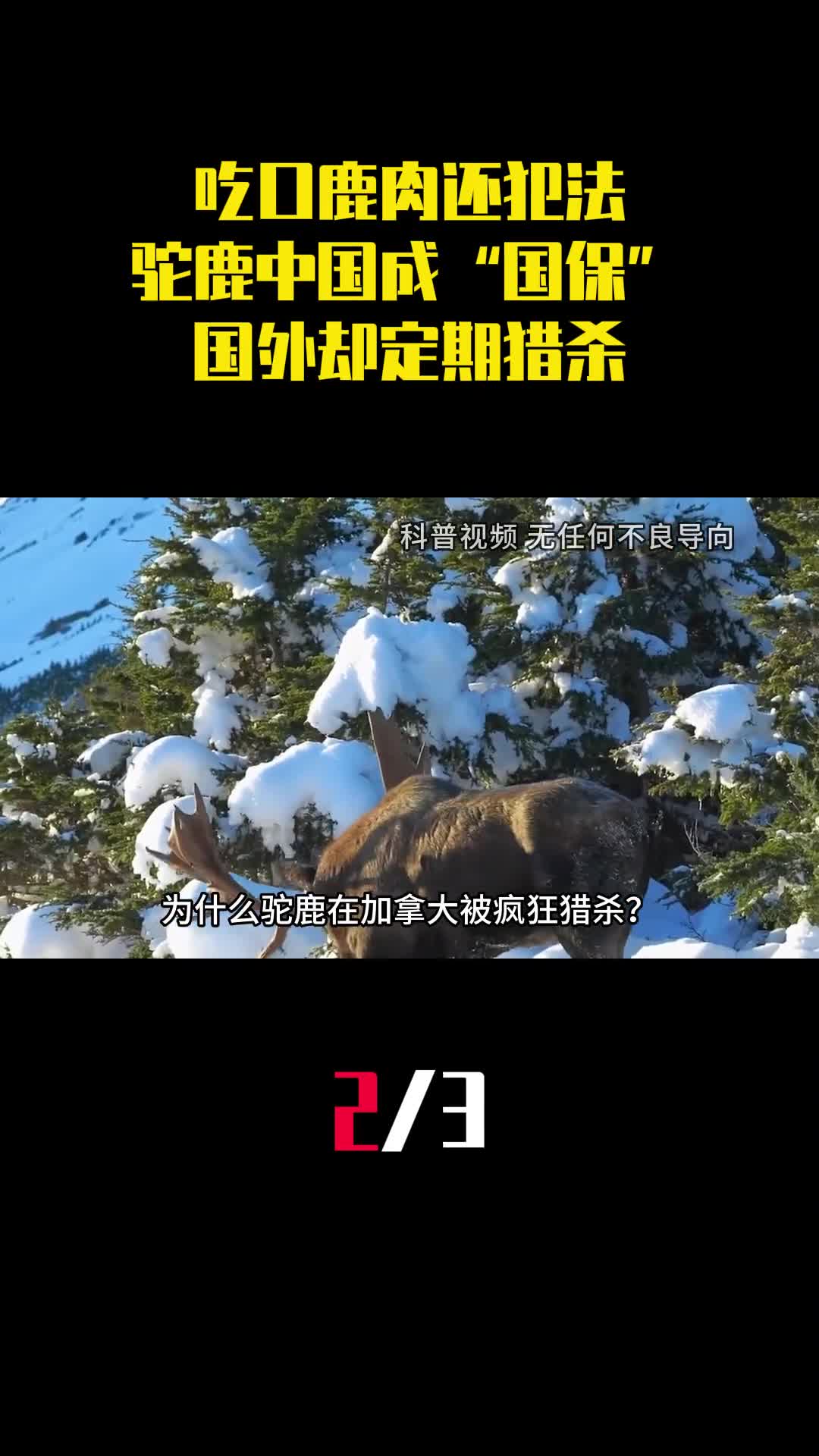 吃口鹿肉还犯法为啥驼鹿中国成国保国外却定期猎杀2