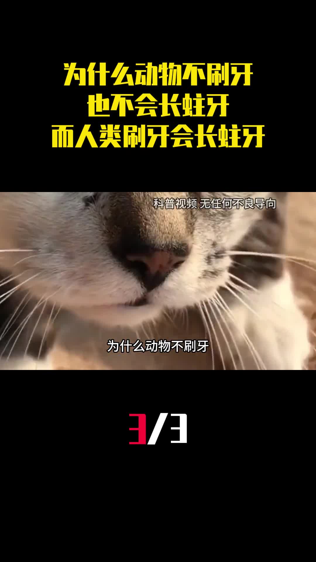 为什么动物不刷牙也不会长蛀牙而人类一直刷牙都会长蛀牙3