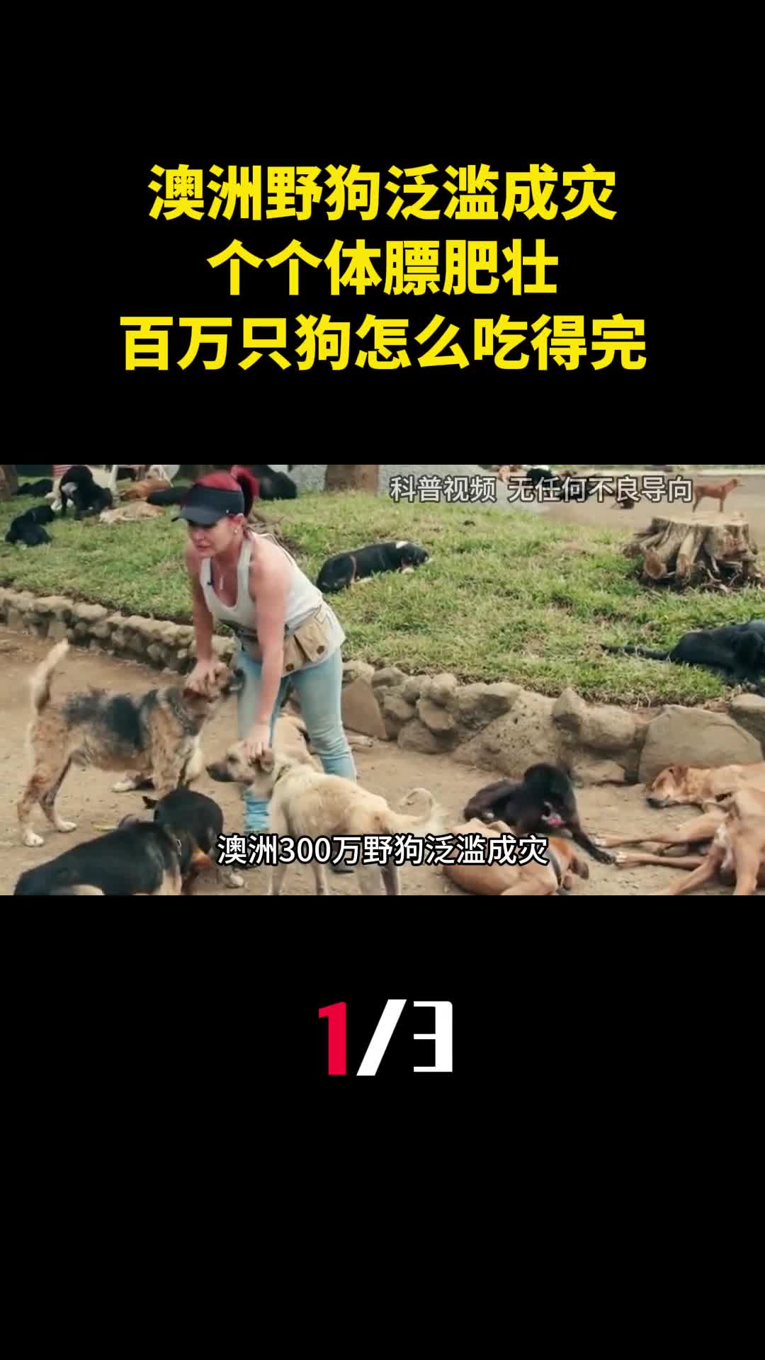 澳洲300万野狗泛滥成灾个个体膘肥壮百万只狗怎么吃得完1