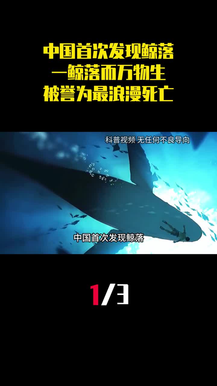 中国首次发现鲸落一鲸落而万物生为什么被誉为最浪漫的死亡1