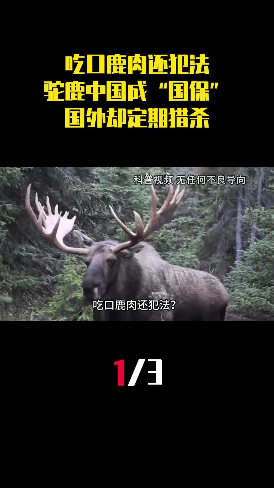 吃口鹿肉还犯法为啥驼鹿中国成国保国外却定期猎杀1