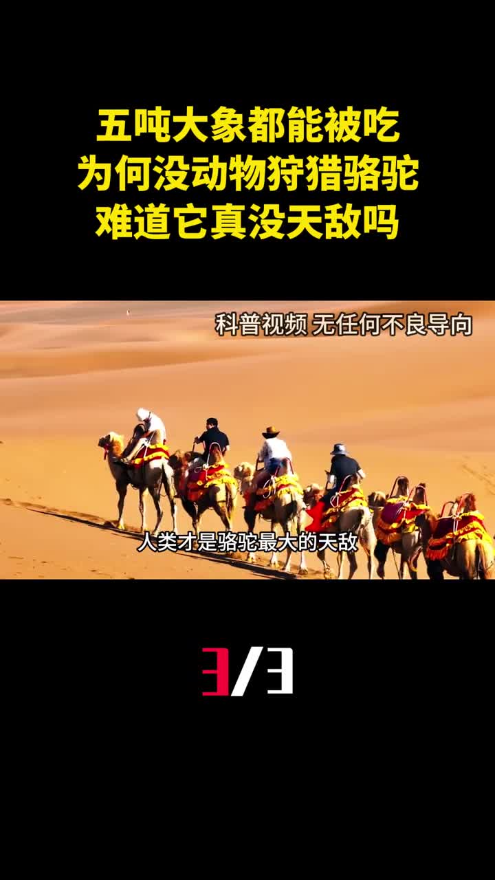 五吨大象都能被吃为何没食肉动物狩猎骆驼难道它真没天敌吗3