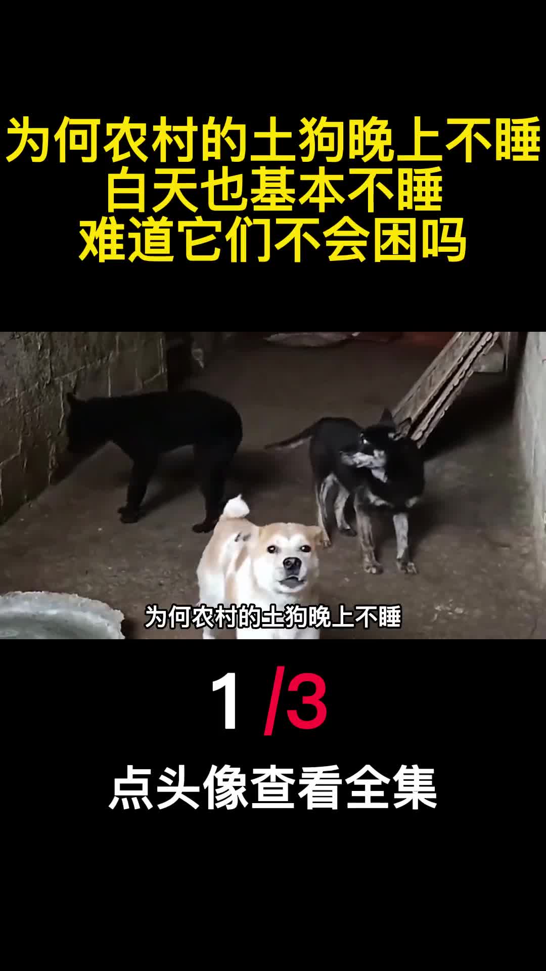 为何农村的土狗晚上不睡白天也基本不睡难道它们不会困吗1