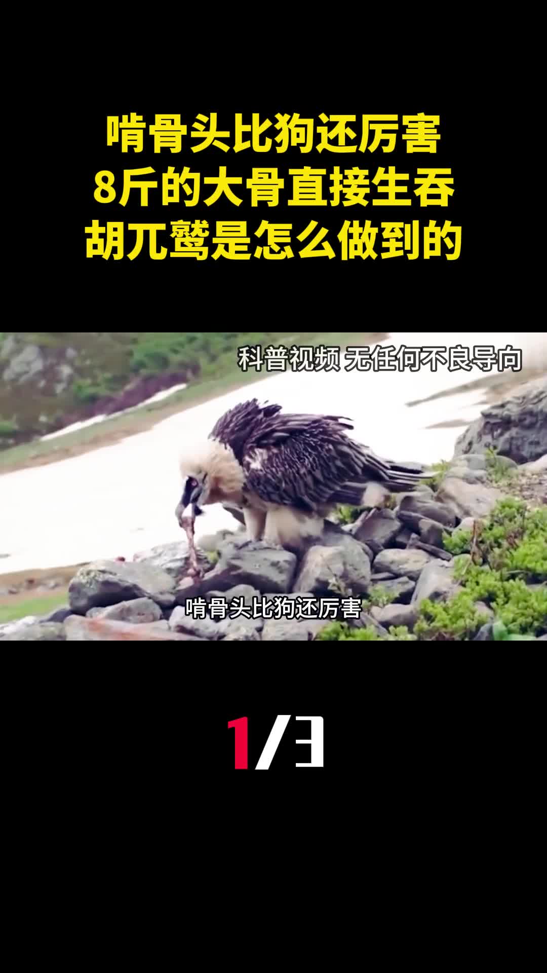 啃骨头比狗还厉害8斤的大骨直接生吞胡兀鹫是怎么做到的1